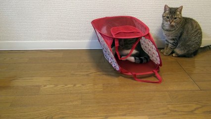 9 cats play with a Bag