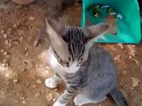 Probably the Funniest Cat Video You'll Ever See