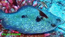 Renkli Deniz Akvaryumu Balık Türleri
