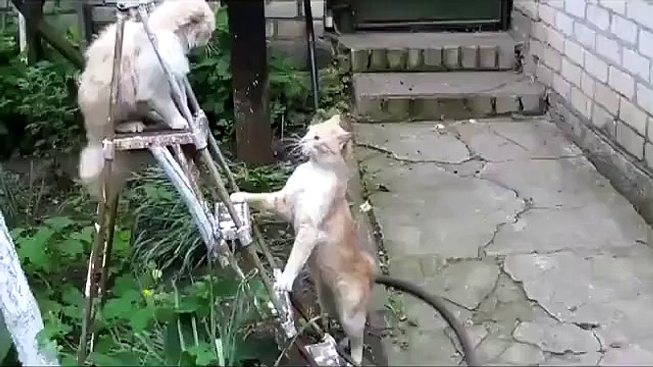 10'a 1 Vuran Kedi