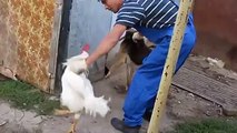 Cheeky rooster (Rooster vs Dog)