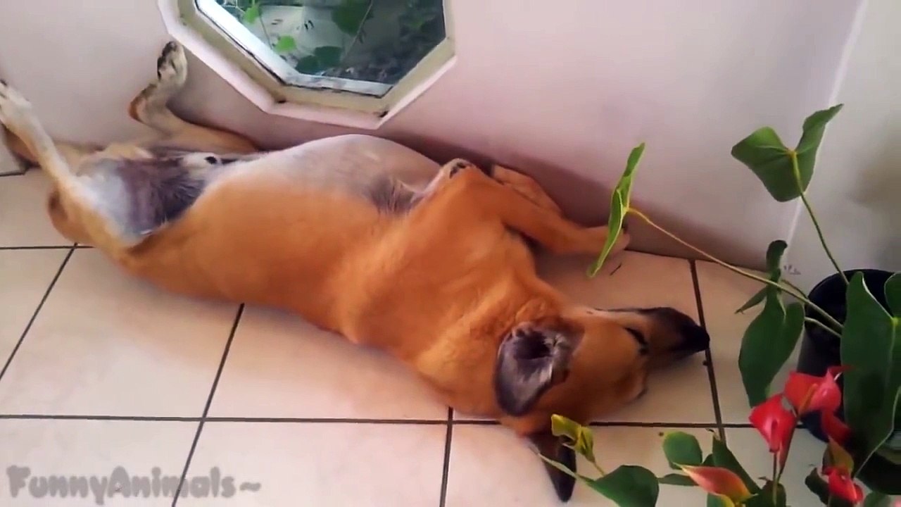 Ultimate Funny Animal Compilation NEW