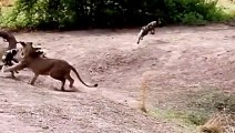 African wild dogs attacking a Lion