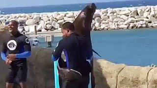 Esta foca baila merengue mejor que tú