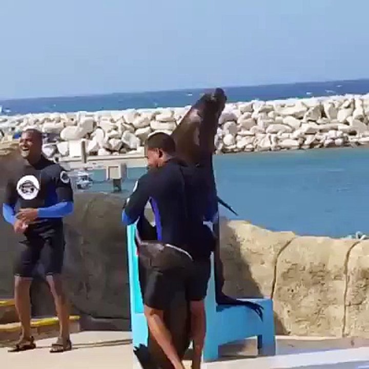 Esta foca baila merengue mejor que tú