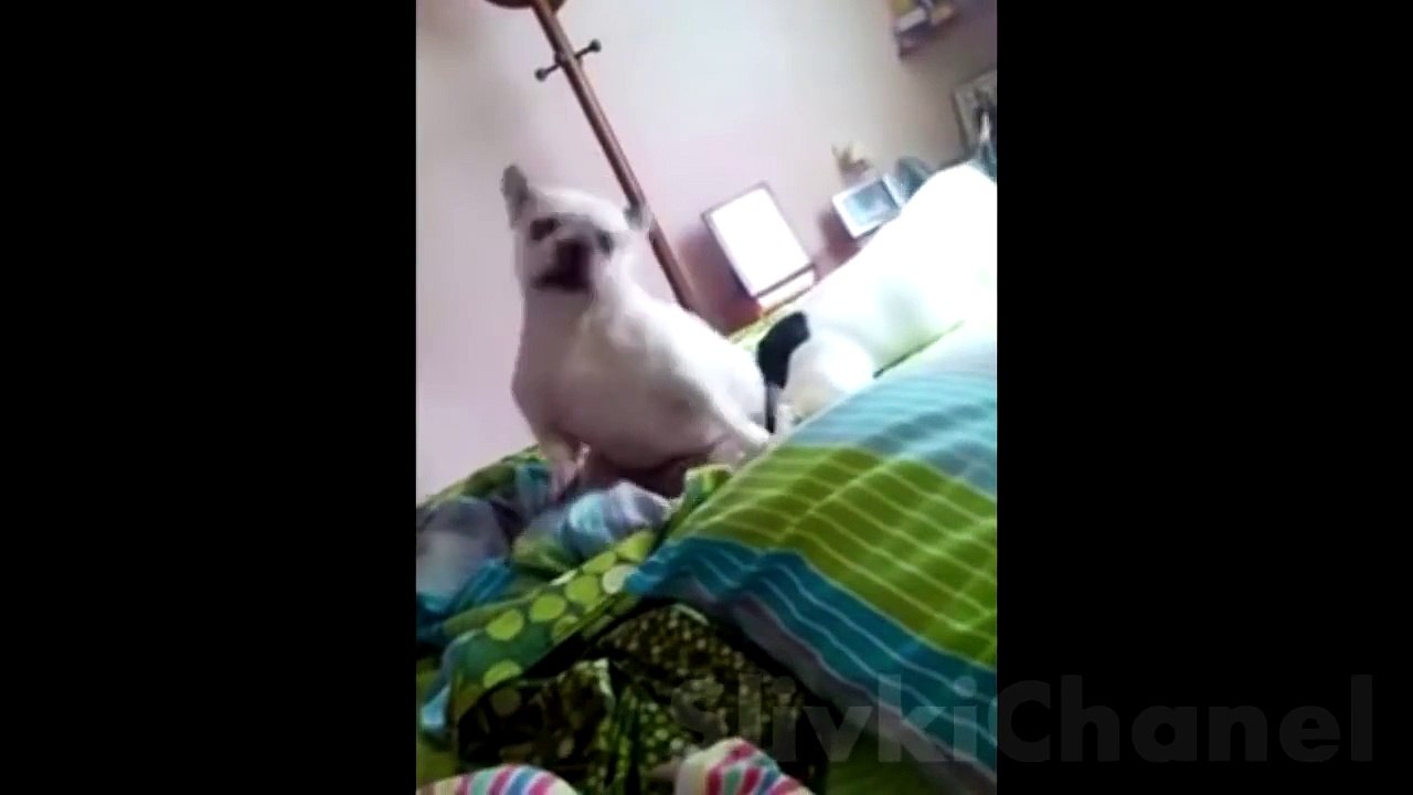 ЛУЧШИЕ ПРИКОЛЫ 173