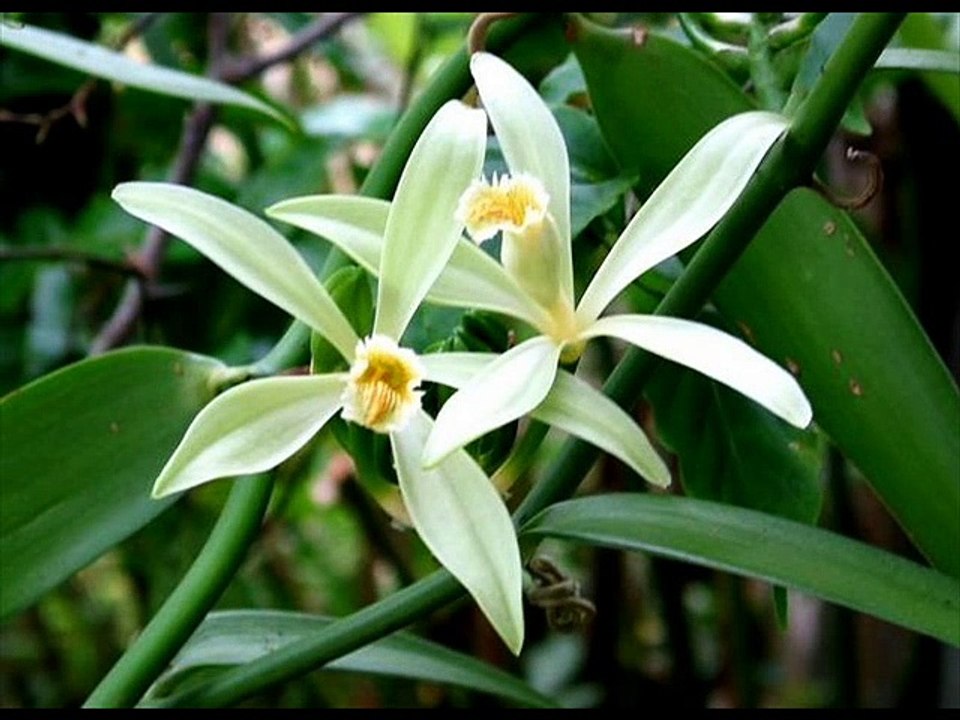 Parfum de Vanille