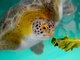 Hundreds of Endangered Sea Turtles Rescued