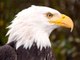 High Flying Bald Eagle Facts