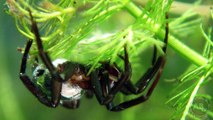 Amazing Spiders! 5 Weird Animal Facts - Ep. 16 : AnimalBytesTV