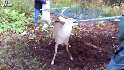 geyik hamaka takılmış , 2016