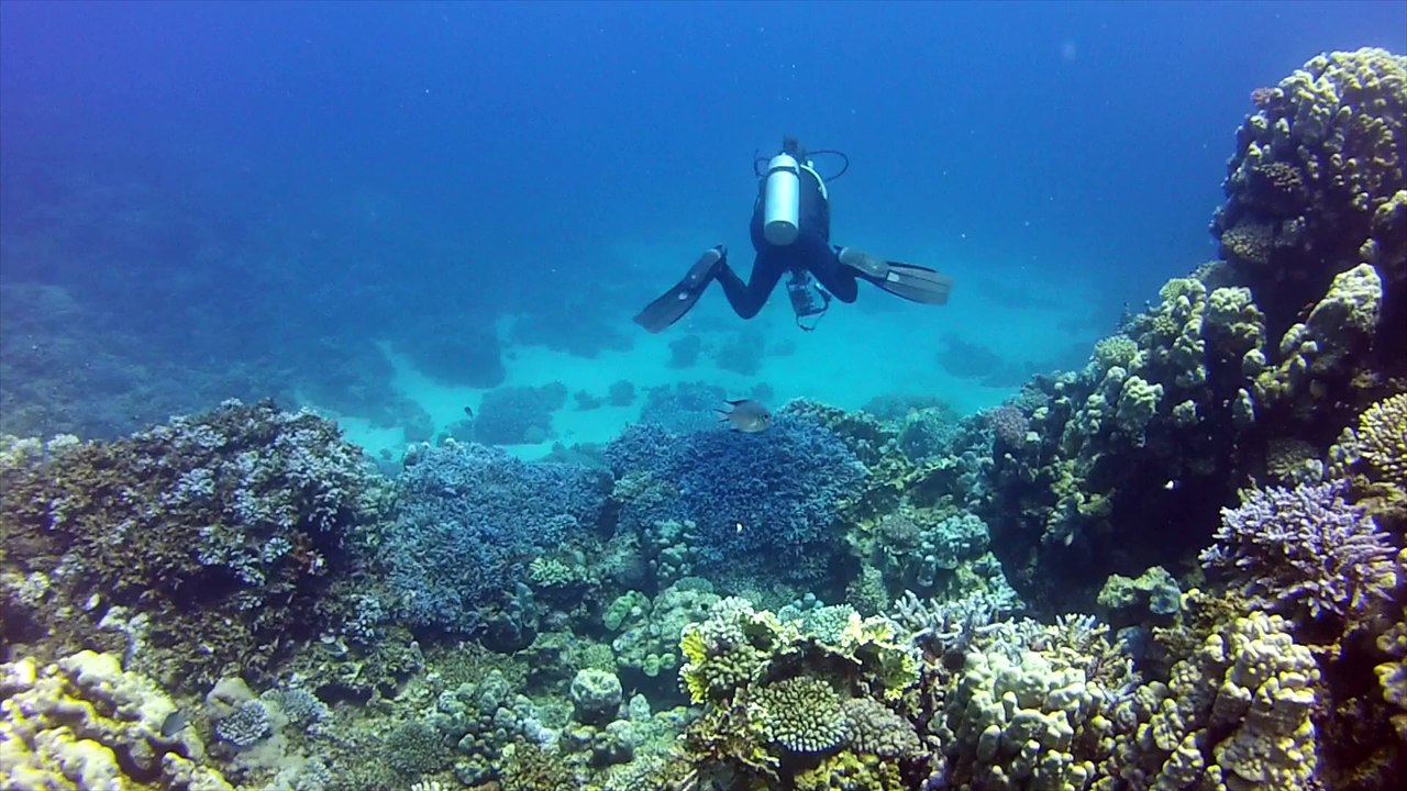 diving 2015