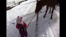 طفل صغير يوصل حصان