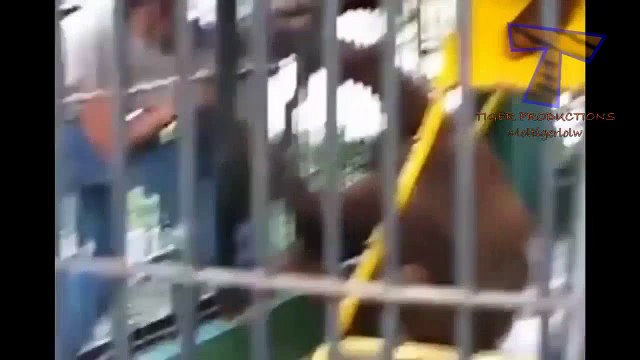 Animals can be so annoying Funny animal compilation