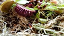 Venus flytrap attack animal | Dionaea muscipula compilation video