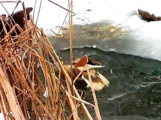 Mandarin duck and wood duckling