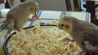 birds eating pocorn