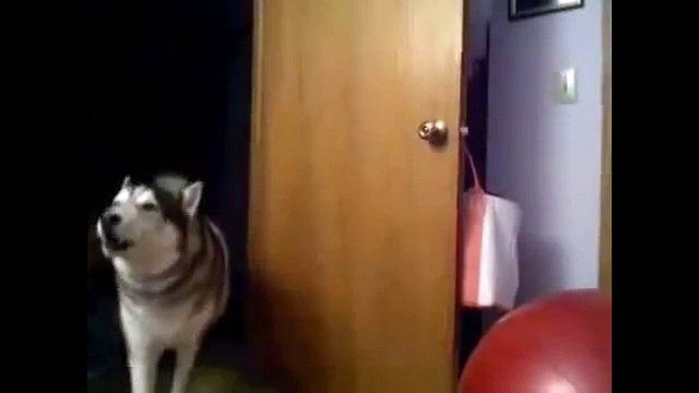 Смешные Хаски/Приколы Хаски\Смешные собаки/ Funny Dogs 2014