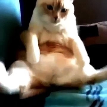 Lustige tiere zum totlachen 2015 II Funny and cute animal compilation 2015