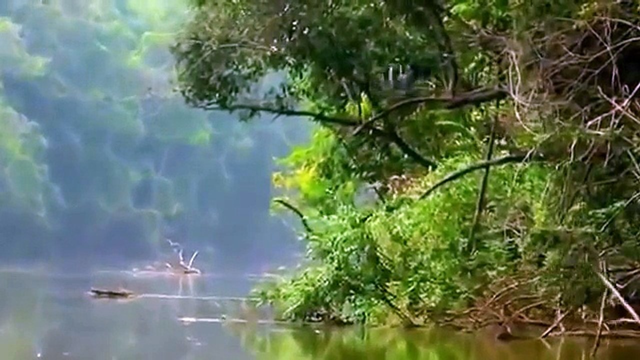 Anaconda, Le Serpent Geant [Documentaire Animalier]