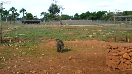 Мonkey came and greeted the guests in their own way