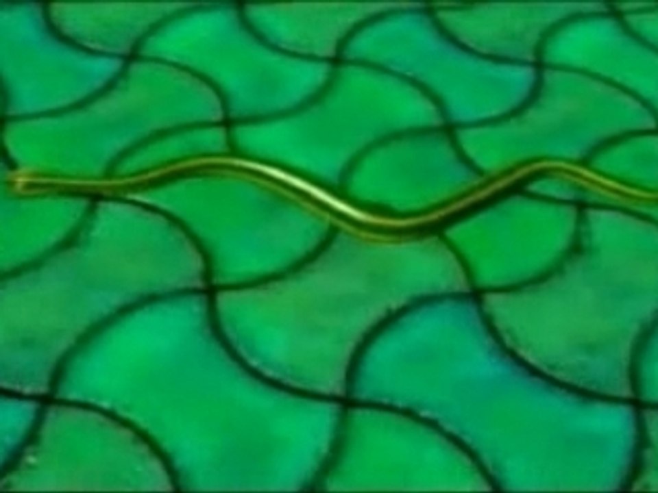 Pantera - Planet Caravan (clip)