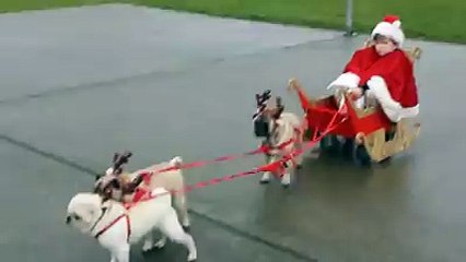 HO! HO! HO! See Translation