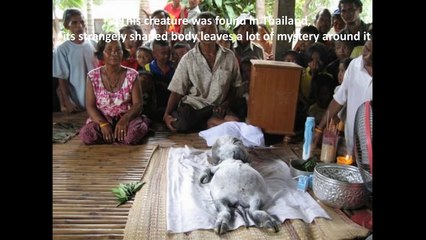 IS IT ALIEN, MONKEY OR HUMAN