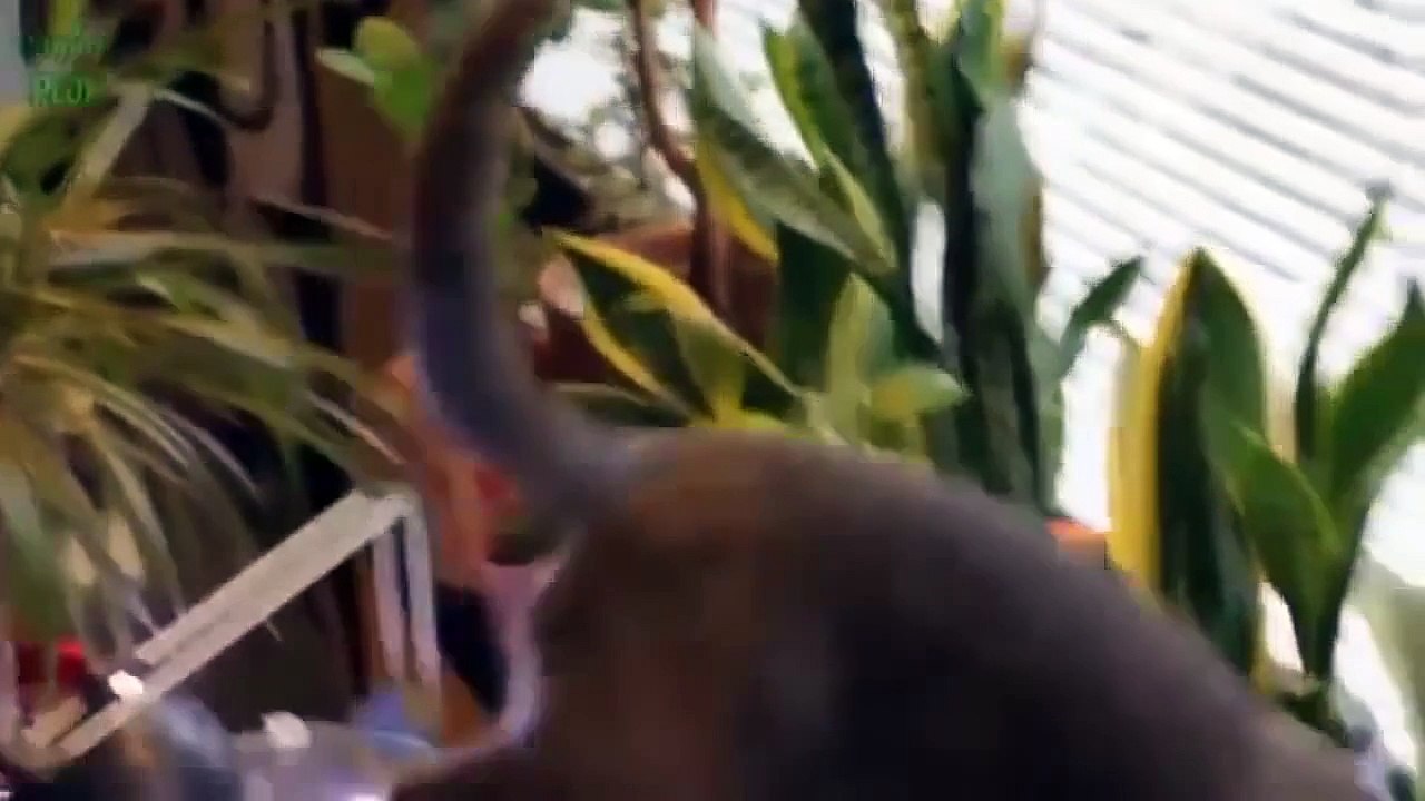 Komik Kedi Videoları En Komik Kediler