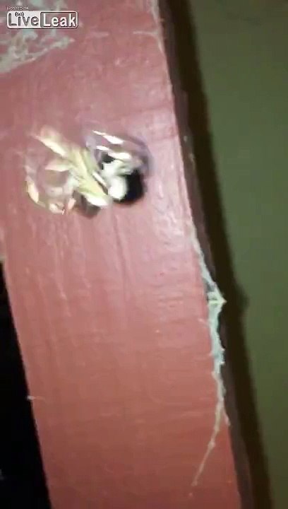 Australian Spider Attack !