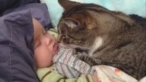 Gatos lindos y bebés Caricias - gatos bebés amor Compilación