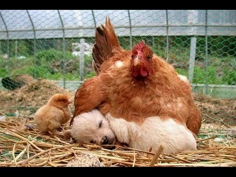 ДРУЗЬЯ НАШИ