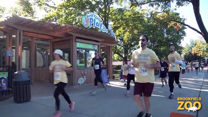 2013 Zoo Run Run at Brookfield Zoo