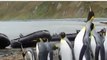 When penguins meet rope the results are hilarious