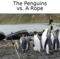 When penguins meet rope the results are hilarious