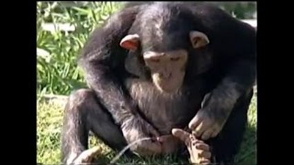 Monos divertidos Compilación de octubre de 2015 - Mono Nueva Divertido Videos