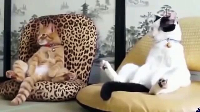 Смешная подборка 2015 Видео про животных, Funny video, Funny animals videos