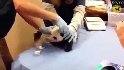 Смешные животные Приколы   Funny animals Hilarious videos