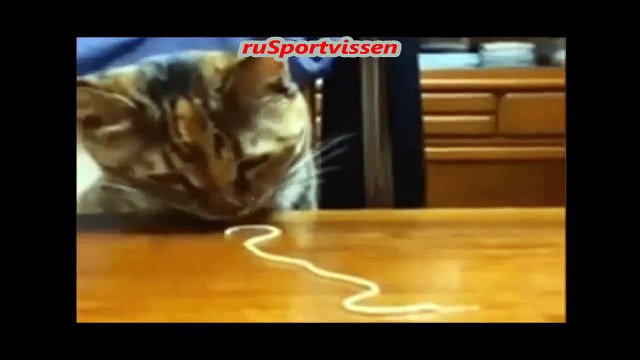 Самые смешные животные 2016 года это кошки (very funny animals)
