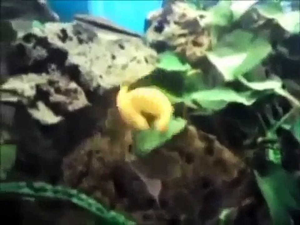 Top 10 Funny Animals 2013