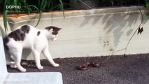 Cat vs Cobra Snake Attack ● Wild Animals Fight