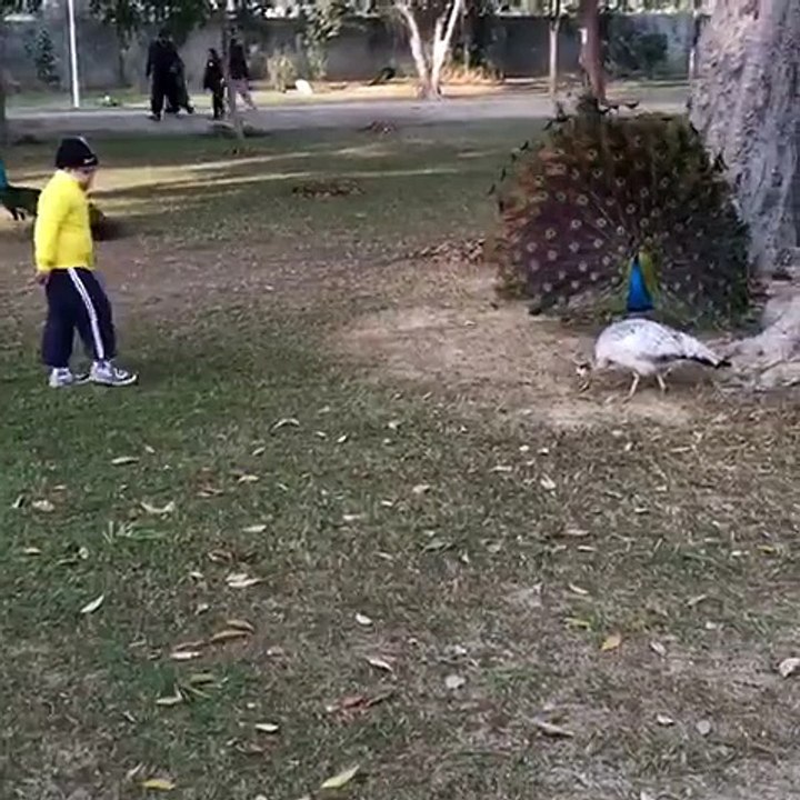 Bilal playing with dancing peacocks.