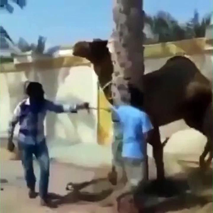 Baru Tau gua Unta Bisa Nelan Kepala Orang