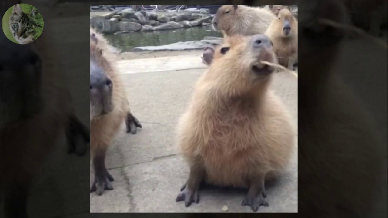 It's all mine! Capybara
