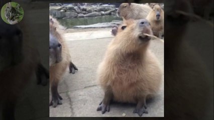 It's all mine! Capybara