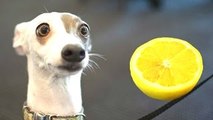 Divertido Perros Reaccionan A los Limones de Compilación || HD NUEVO