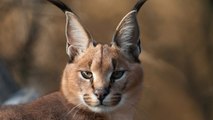 Caracals (Каракалы)