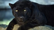 Panthers (Пантеры)