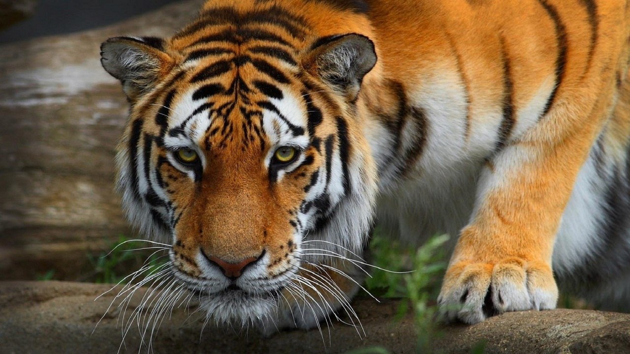Tigers (Тигры)