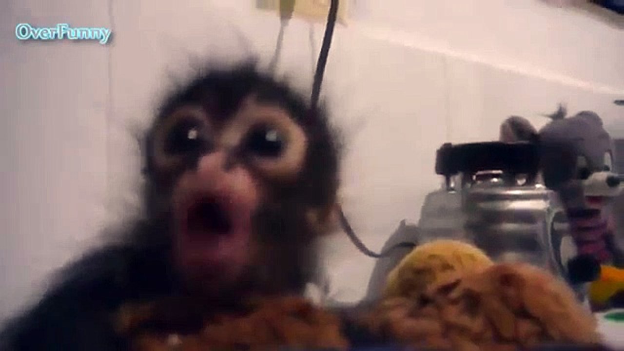 Macaco pequeno com fome